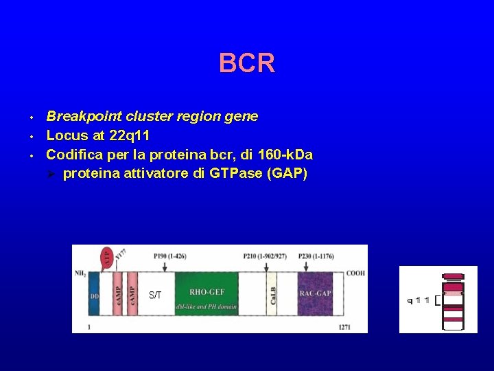 BCR • • • Breakpoint cluster region gene Locus at 22 q 11 Codifica