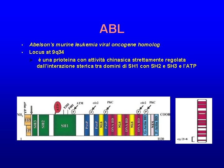 ABL • • Abelson’s murine leukemia viral oncogene homolog Locus at 9 q 34