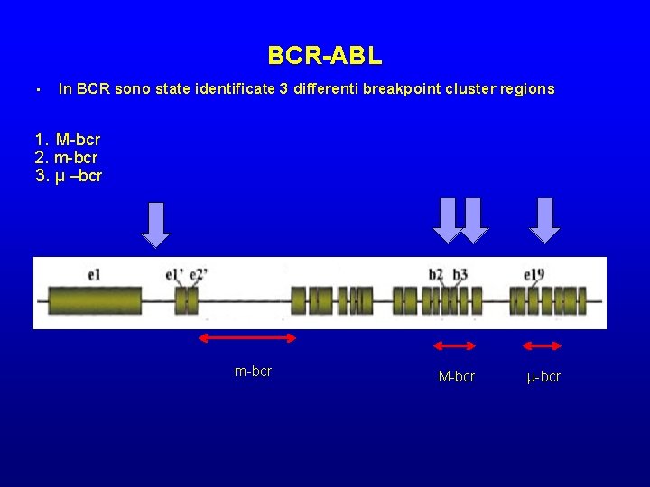 BCR-ABL • In BCR sono state identificate 3 differenti breakpoint cluster regions 1. M-bcr