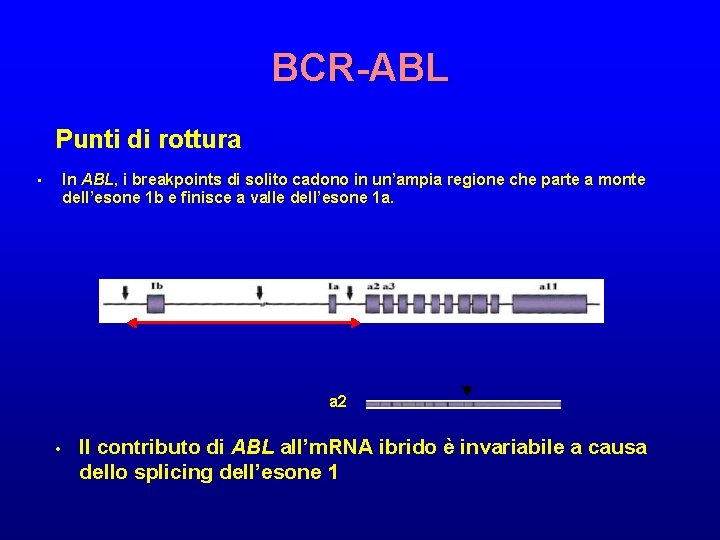 BCR-ABL Punti di rottura In ABL, i breakpoints di solito cadono in un’ampia regione