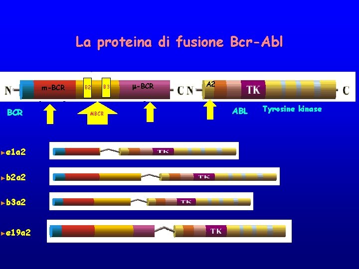 La proteina di fusione Bcr-Abl m-BCR ►e 1 a 2 ►b 2 a 2