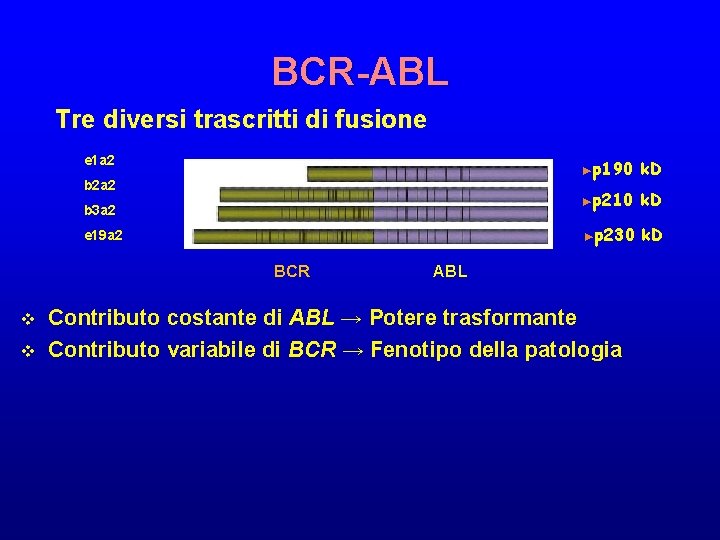 BCR-ABL Tre diversi trascritti di fusione e 1 a 2 b 2 a 2