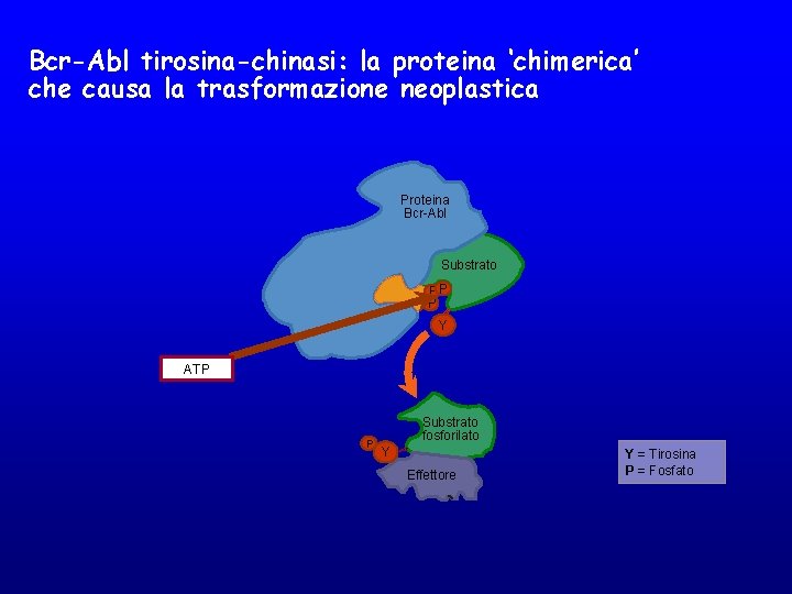 Bcr-Abl tirosina-chinasi: la proteina ‘chimerica’ che causa la trasformazione neoplastica Proteina Bcr-Abl Substrato PP