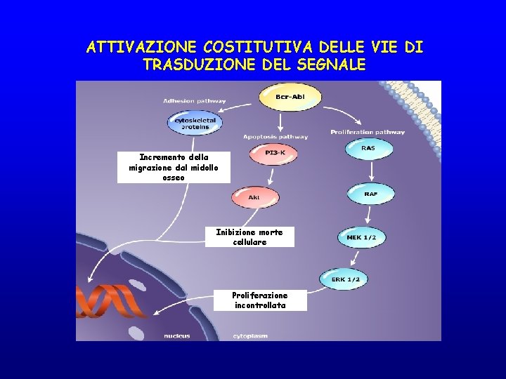 ATTIVAZIONE COSTITUTIVA DELLE VIE DI TRASDUZIONE DEL SEGNALE Incremento della migrazione dal midollo osseo