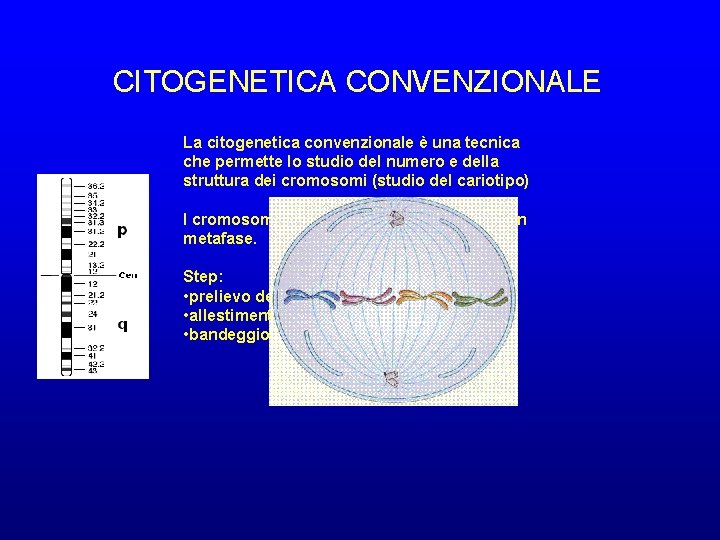 CITOGENETICA CONVENZIONALE La citogenetica convenzionale è una tecnica che permette lo studio del numero