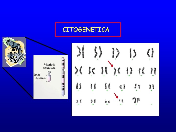 CITOGENETICA 