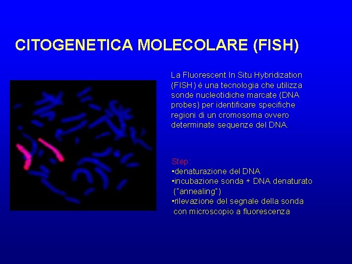CITOGENETICA MOLECOLARE (FISH) La Fluorescent In Situ Hybridization (FISH) è una tecnologia che utilizza