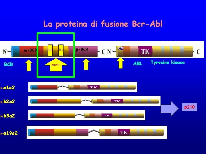 La proteina di fusione Bcr-Abl m-BCR B 2 B 3 MBCR m-BCR A 2
