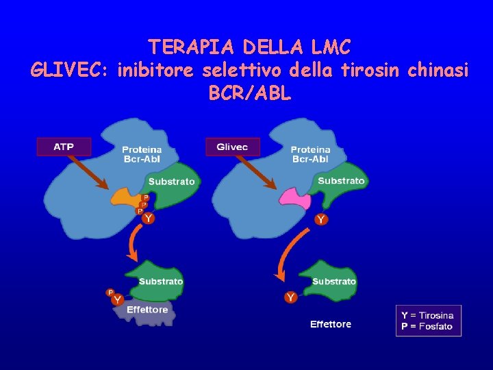 TERAPIA DELLA LMC GLIVEC: inibitore selettivo della tirosin chinasi BCR/ABL 