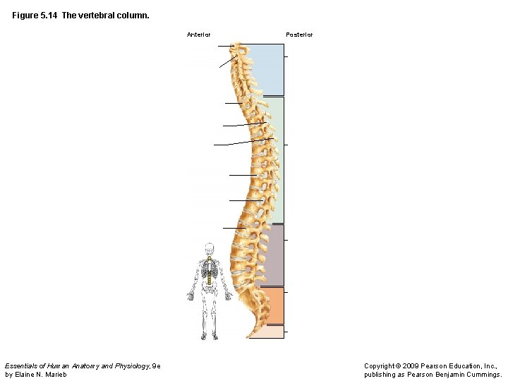 Figure 5. 14 The vertebral column. Anterior Essentials of Human Anatomy and Physiology, 9