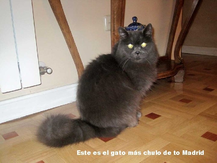 Este es el gato más chulo de to Madrid 