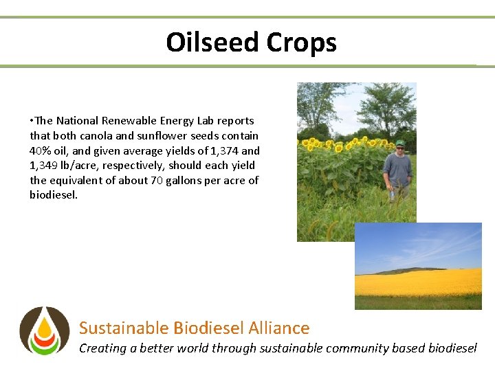 Oilseed Crops • The National Renewable Energy Lab reports that both canola and sunflower