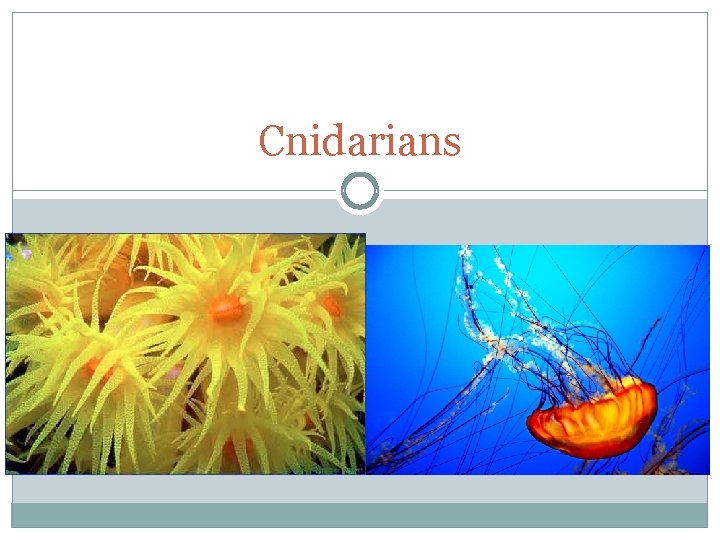 Cnidarians 