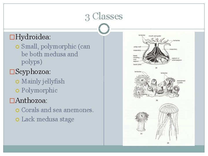 3 Classes �Hydroidea: Small, polymorphic (can be both medusa and polyps) �Scyphozoa: Mainly jellyfish