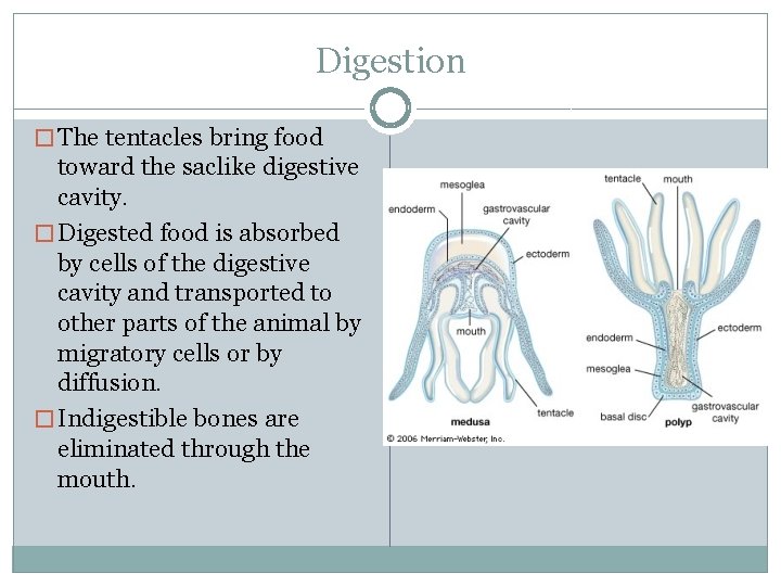 Digestion � The tentacles bring food toward the saclike digestive cavity. � Digested food