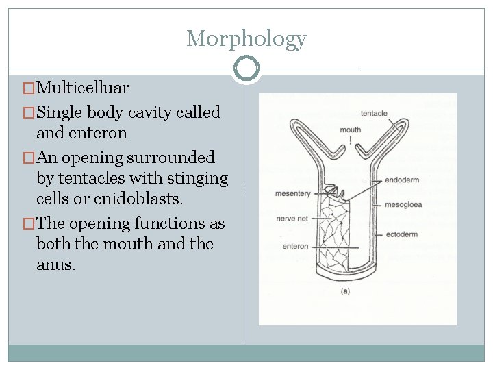 Morphology �Multicelluar �Single body cavity called and enteron �An opening surrounded by tentacles with