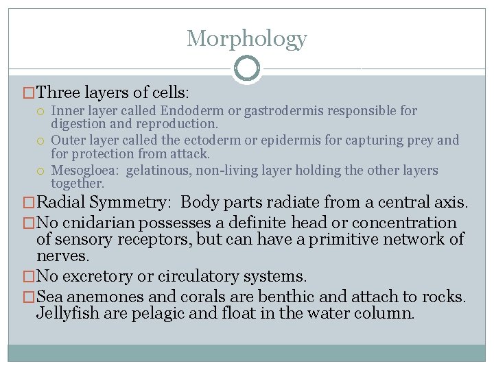 Morphology �Three layers of cells: Inner layer called Endoderm or gastrodermis responsible for digestion