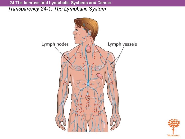 24 The Immune and Lymphatic Systems and Cancer Transparency 24 -1: The Lymphatic System