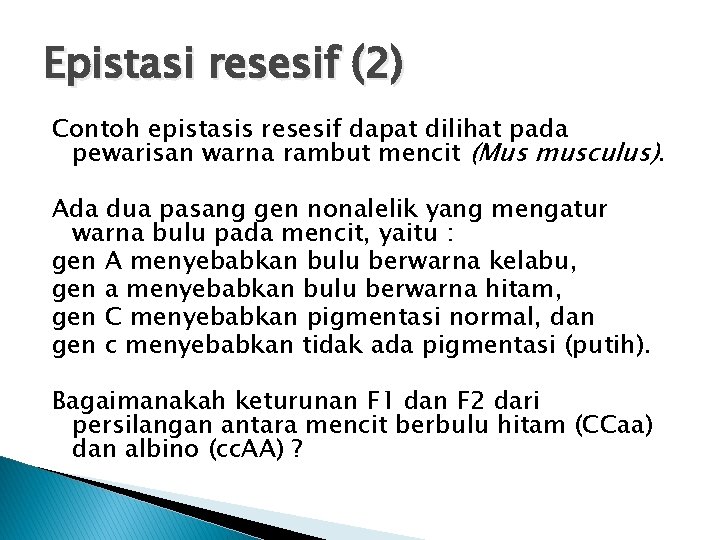 Epistasi resesif (2) Contoh epistasis resesif dapat dilihat pada pewarisan warna rambut mencit (Mus