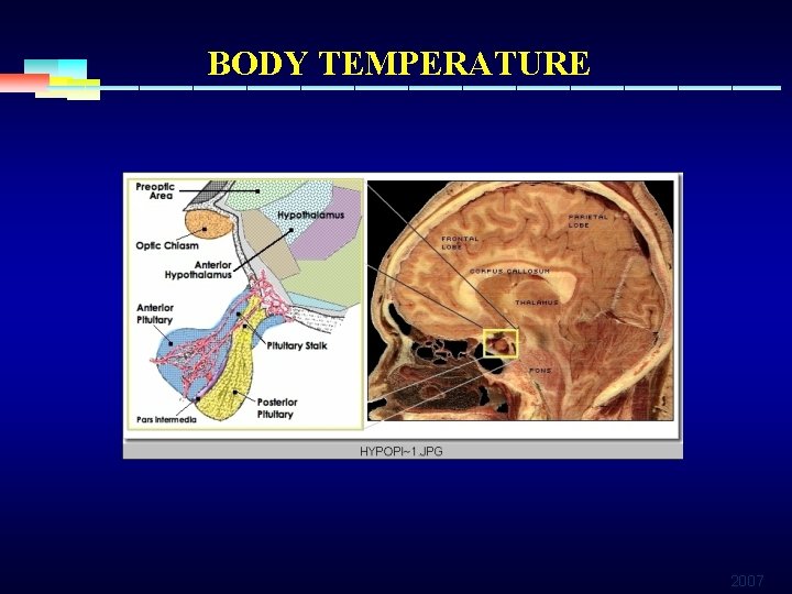 BODY TEMPERATURE 2007 