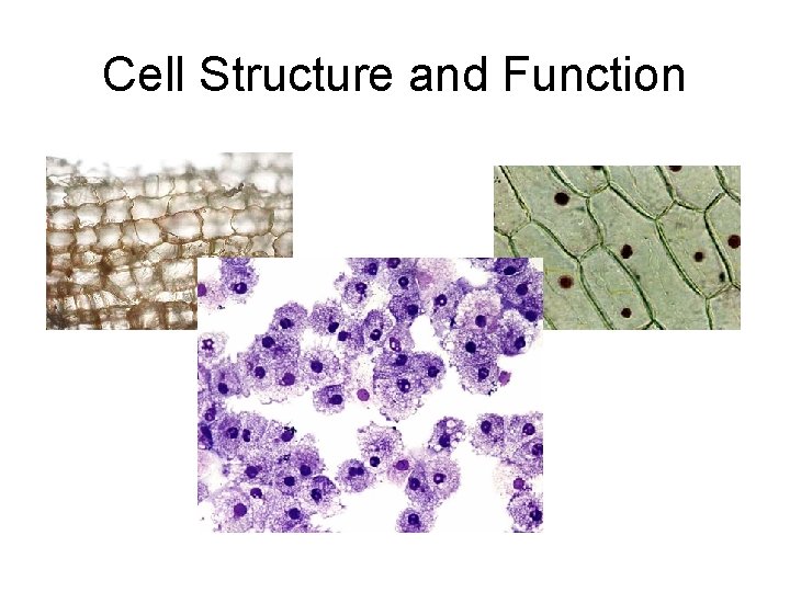 Cell Structure and Function 