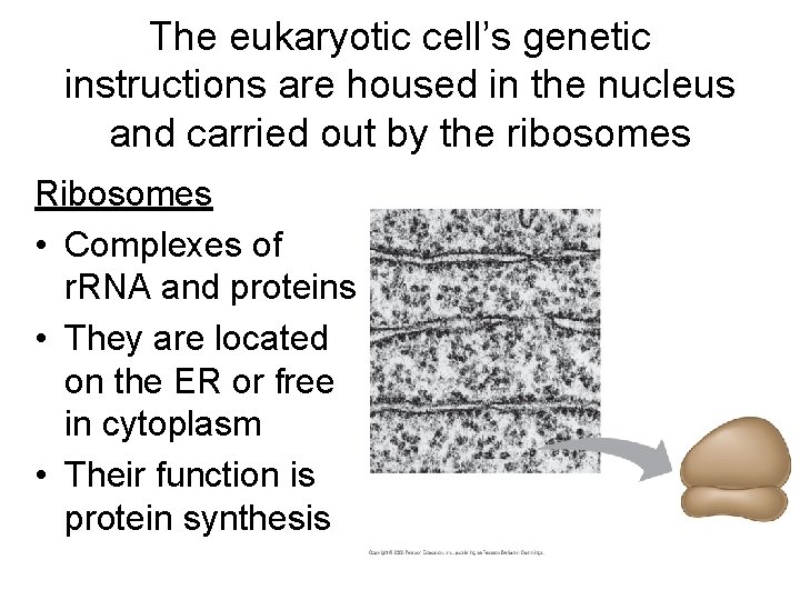 The eukaryotic cell’s genetic instructions are housed in the nucleus and carried out by