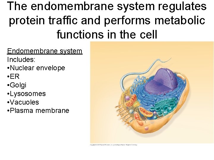 The endomembrane system regulates protein traffic and performs metabolic functions in the cell Endomembrane