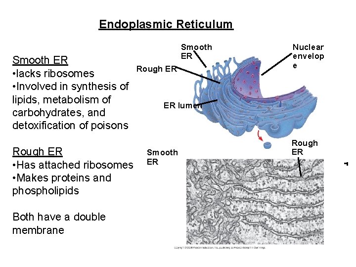 Endoplasmic Reticulum Smooth ER • lacks ribosomes • Involved in synthesis of lipids, metabolism