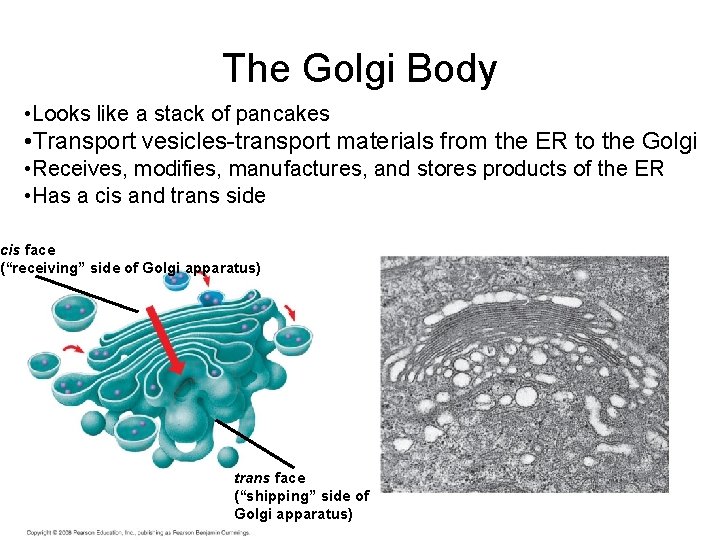 The Golgi Body • Looks like a stack of pancakes • Transport vesicles-transport materials