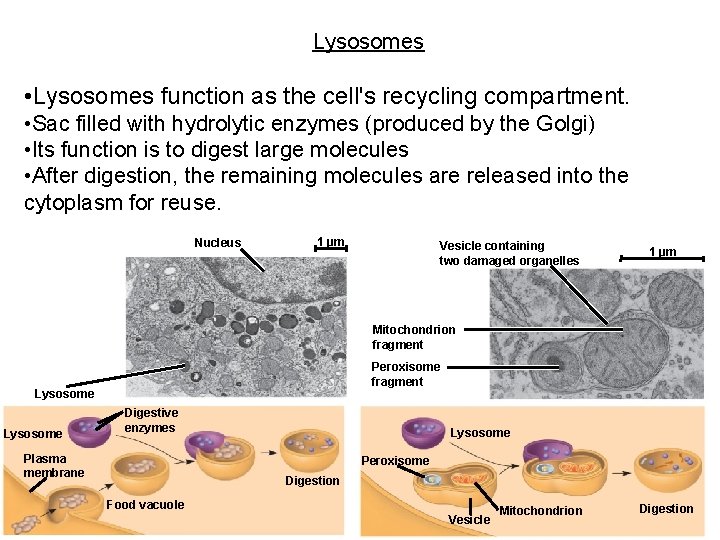 Lysosomes • Lysosomes function as the cell's recycling compartment. • Sac filled with hydrolytic