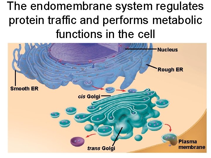 The endomembrane system regulates protein traffic and performs metabolic functions in the cell Nucleus