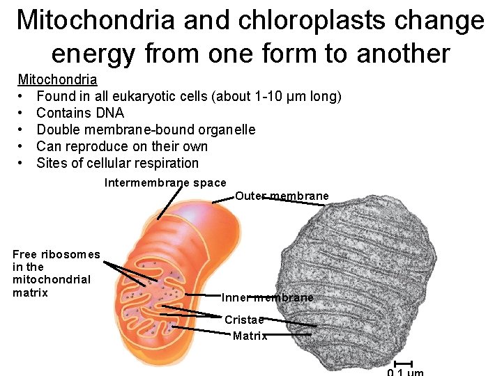 Mitochondria and chloroplasts change energy from one form to another Mitochondria • Found in