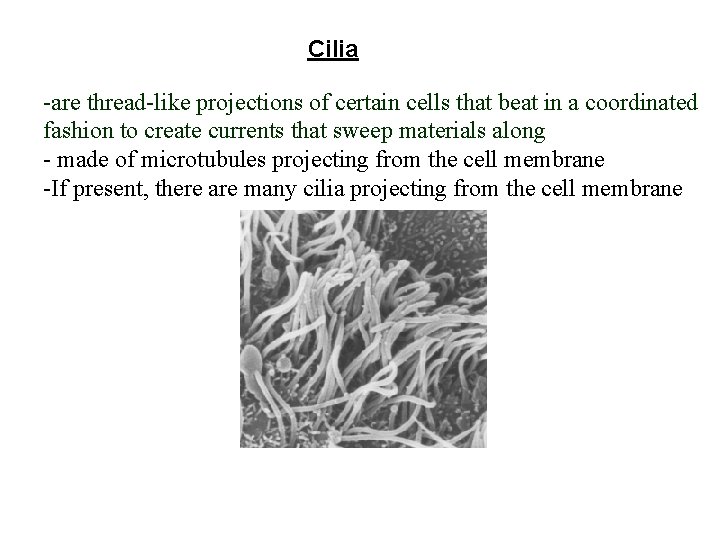 Cilia -are thread-like projections of certain cells that beat in a coordinated fashion to