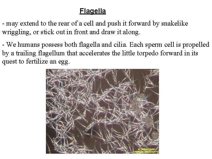 Flagella - may extend to the rear of a cell and push it forward