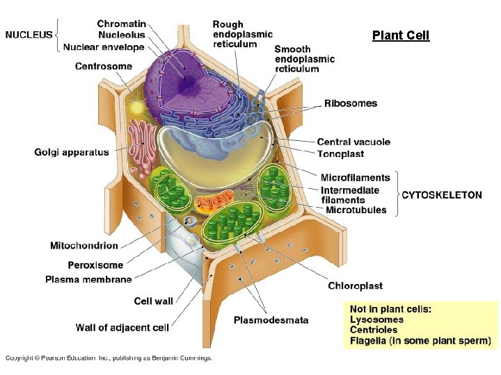 Plant Cell 