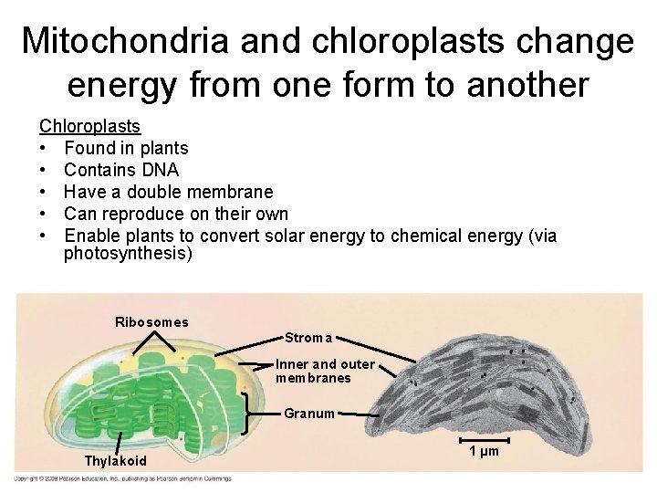 Mitochondria and chloroplasts change energy from one form to another Chloroplasts • Found in