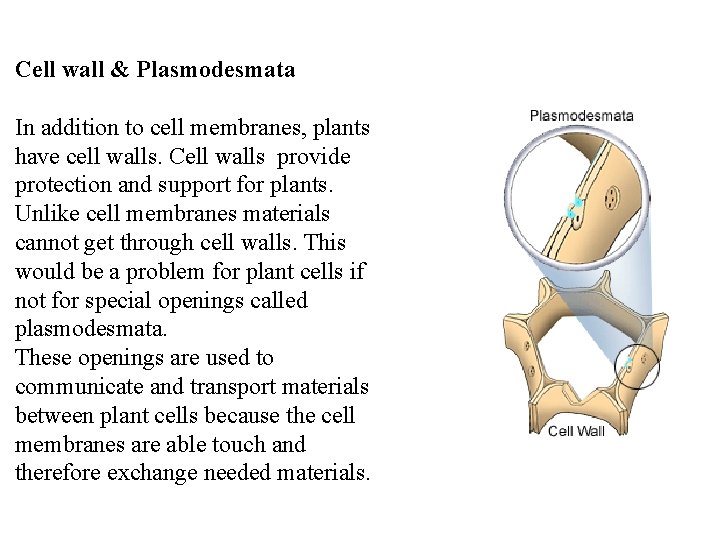 Cell wall & Plasmodesmata In addition to cell membranes, plants have cell walls. Cell