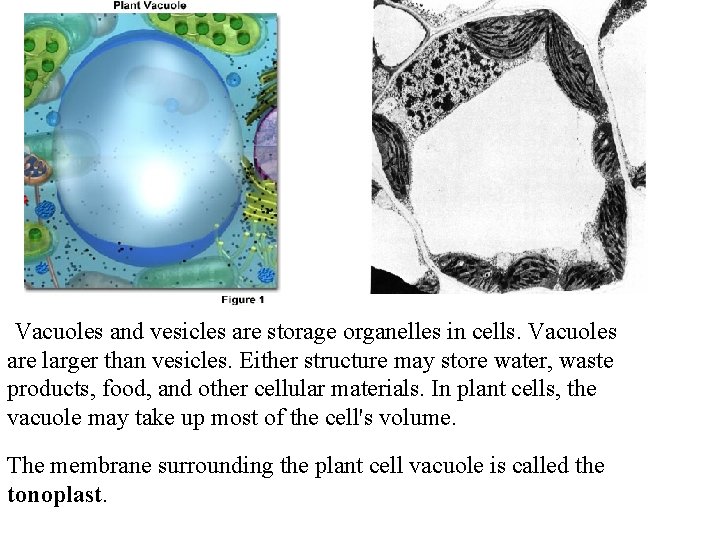 Vacuoles and vesicles are storage organelles in cells. Vacuoles are larger than vesicles. Either