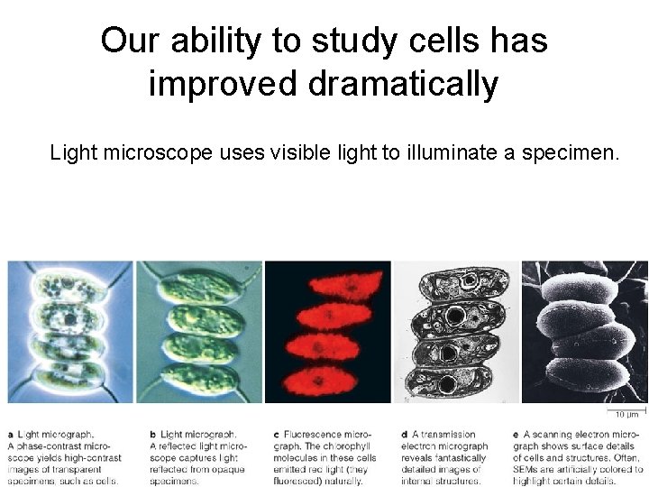 Our ability to study cells has improved dramatically Light microscope uses visible light to