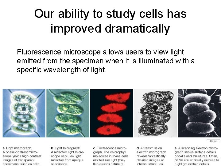 Our ability to study cells has improved dramatically Fluorescence microscope allows users to view