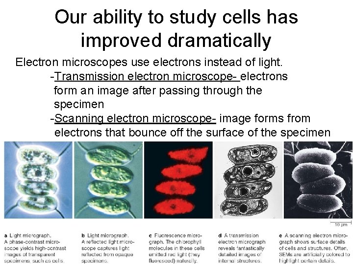 Our ability to study cells has improved dramatically Electron microscopes use electrons instead of