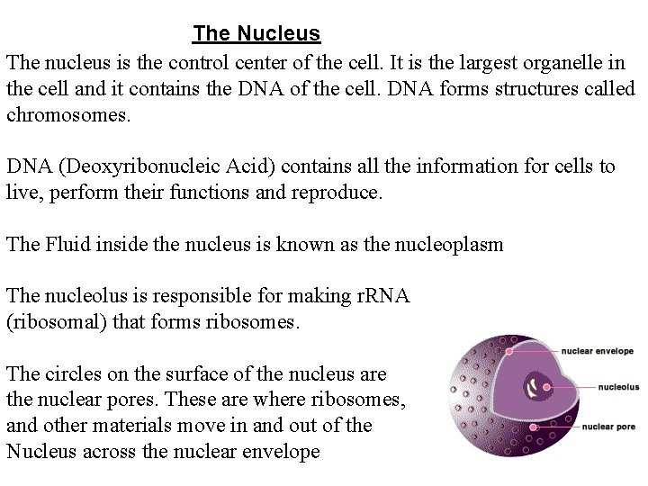 The Nucleus The nucleus is the control center of the cell. It is the