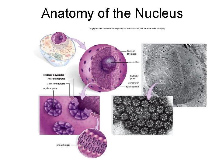 Anatomy of the Nucleus 