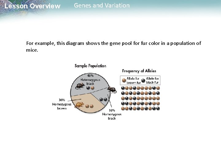 Lesson Overview Genes and Variation For example, this diagram shows the gene pool for