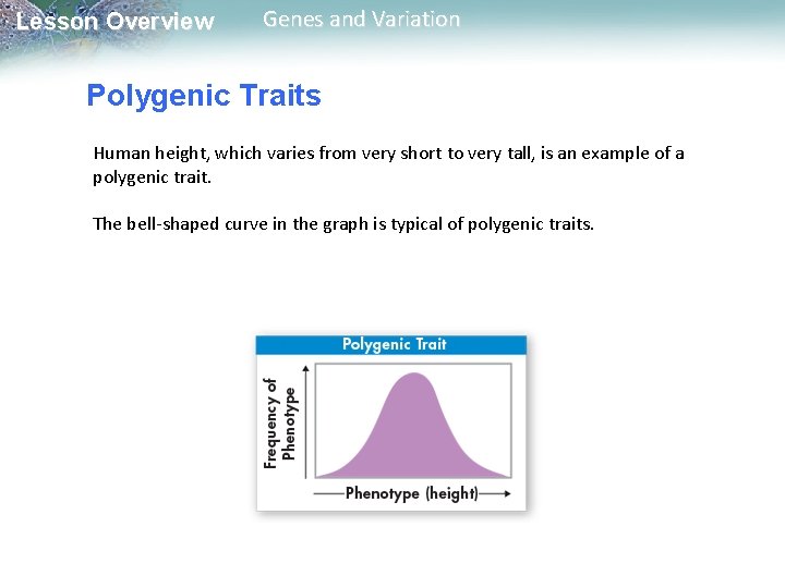Lesson Overview Genes and Variation Polygenic Traits Human height, which varies from very short