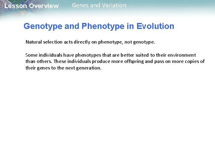 Lesson Overview Genes and Variation Genotype and Phenotype in Evolution Natural selection acts directly