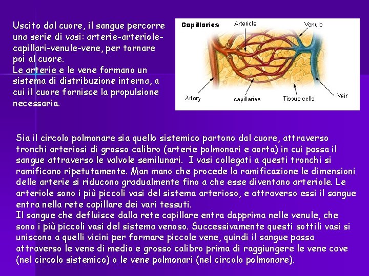 Uscito dal cuore, il sangue percorre una serie di vasi: arterie-arteriolecapillari-venule-vene, per tornare poi