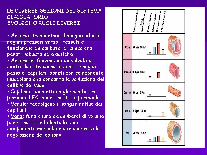 LE DIVERSE SEZIONI DEL SISTEMA CIRCOLATORIO SVOLGONO RUOLI DIVERSI • Arterie: trasportano il sangue