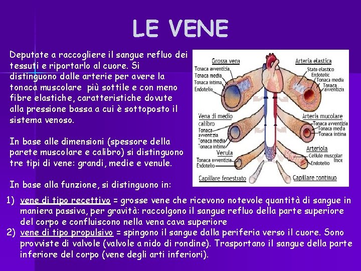 LE VENE Deputate a raccogliere il sangue refluo dei tessuti e riportarlo al cuore.