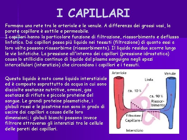 I CAPILLARI Formano una rete tra le arteriole e le venule. A differenza dei